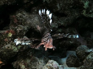 En el descubrimiento del fondo del mar con la Ursrsa de Lyon 